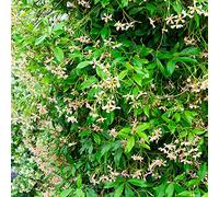 GardenersDream Trachelospermum Pink Showers - Jasmin Étoilé Rose - Plante Grimpante Persistante Résistante au Froid - Plante Extérieur Rareté