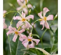 GardenersDream Trachelospermum Star of Milano - Jasmin Étoilé Blanc - Plante Grimpante Compacte Résistante au Froid - Plante Extérieur au Parfum Intense