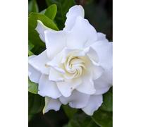 Gardenia 'celestial star' taille du pot - en pot de 3 litres