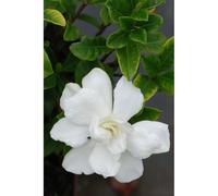 Gardénia double diamonds' taille du pot - en pot de 3 litres