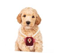 Garneck Boîte À Bagues pour Chien Collier pour Alliances Smoking pour Petit Chien Tenue pour Petit Accessoires pour Animaux De Compagnie Porte-Bagues pour Collier pour