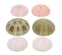 Garneck Décoration Aquarium et Bureau Lot de 6 Coquilles d'Oursins Naturelles pour Ornement Intérieur et Espace Bord de Mer Couleur Aléatoire Style Aléatoire