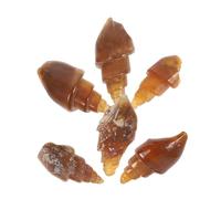 Garneck Lot De 6 Spécimens D'Escargots en Pierre Coquillages D'Escargots Modèle De Spécimen Spécimen De Pierre Spécimen De Conque Kit De Roches Et Minéraux Paléontologie