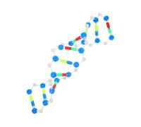 Garneck Modèle Adn Double Éducatif pour Cours de Kit Science pour Étudiants Enseignement Génétique et Moléculaire et Laboratoire