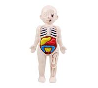 Garneck Modèle Anatomique Torse Humain Puzzle Éducatif Organes Internes pour Garçon Fille Apprentissage Précoce Cognition des Viscères Humaines Outil Pédagogique et Sûr