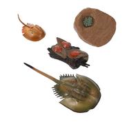 Garneck Modèle de Crustacé en Plastique pour Garçon et Filles, Jouet Cognitif Éducatif Cycle de Vie Animal, Aidant la Compréhension Scientifique