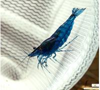 Garnelio Blue Dream/Velvet Lot de 10 crevettes