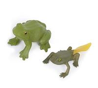 Garosa Modèle de Croissance de Grenouille en 5 étapes, Jouet de Simulation Animale en Plastique pour Salle de t Usage éducatif, Figures Détaillées du Cycle de Vie des Têtards et des