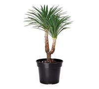 Garronda Pots Horticulture Ronds Pots pour Culture de Plants de Plantes et Fleurs GD-0025 (1 Pièces Noir, ⌀ 39cm H=28,5cm)