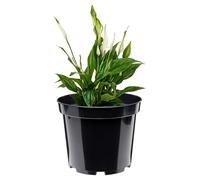 Garronda Pots Horticulture Ronds Pots pour Culture de Plants de Plantes et Fleurs GD-0025 (Noir, ⌀ 26cm H 20cm)
