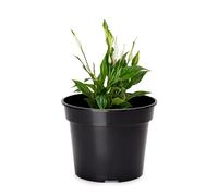 Garronda Pots Horticulture Ronds Pots pour Culture de Plants de Plantes et Fleurs GD-0025 (Noir, ⌀ 35 cm H 29 cm)