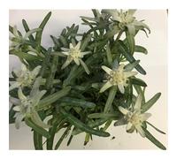 Garten-Edelweiss 'Zugspitze' - Leontopodium alpinum 'Zugspitze' dans un pot de 12 cm à 12 cm