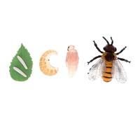 GARVALON Ensemble de Modèles Éducatifs de Cycle de Croissance des Abeilles, Figurines Cognitives Miniatures en Plastique Solide, 4 Pièces pour Apprentissage Préscolaire et Activités