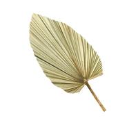 GARVALON Feuille de Palmier Séchée Naturelle Décorative 1 Pièce Grand Format Vert Olive pour Décoration Murale, Vitrine, Mariage et Ambiance Intérieure Authentique