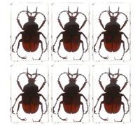 GARVALON Lot de 6 Spécimens de Coléoptères, Araignées et Empoisonneurs en Résine 4,5 Cm Éducatifs et Décoratifs pour Classe Sciences, Collection D'insectes Préservés, Matériel Pédagogique