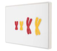 GARVALON Modèle de Chromosomes Magnétiques pour Enseignement Biologique Aide Visuelle Pédagogique pour Expliquer Les Changements Chromosomiques Méiose Outil Apprentissage Scolaire