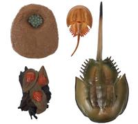 GARVALON Modèle de Cycle de Vie du Fer à Cheval en Plastique Robuste, Figurines Réalistes Éducatives pour Garçon et Filles, Scientifique Pédagogique pour Apprentissage du Processus