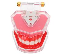 GARVALON Modèle Pédagogique Amovible en Résine Modèle de Dents Implantables pour Entraînement et Démonstration Outil Éducatif Réaliste pour Formation Bucco- en École et Centre de Soins