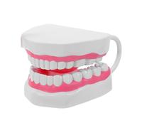 GARVALON Modèle Pédagogique de Bouche 6 Fois Agrandi en Plastique Blanc, Maquette avec Racines, Accessoire pour Étude de L’Hygiène Bucco- et Démonstration de Brossage en Milieu Scolaire