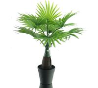 GASPER Washingtonia - Palmier miniature en éventail dans un pot en plastique 38 cm - plantes artificielles