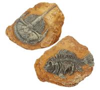 GATHINESS Accessoires pour Terrariums, Lot de 2 Fossiles Trilobites Décoratifs en Résine Rigide, Décor Naturel pour Terrarium de Reptiles et Amphibiens