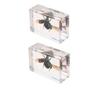 Gatuida 2 scarabées spécimens d'insectes réels pour présentation | Matériel pédagogique scientifique, spécimens d'insectes pour l'observation, insectes conservés pour la biologie,