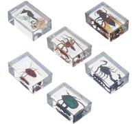 Gatuida Lot de 6 Spécimens D'insectes en Résine Robuste, Presse-papiers Éducatif et Décoratif pour Collection et Sciences, Figurines Animales Naturelles pour Enseignement Scientifique
