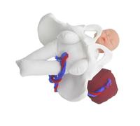 Gatuida Modèle Bassin Féminin Réaliste Pour Accouchement Avec Fœtus Cordon Ombilical Et Placenta Éducatif Pour Étudiants Et Cours Prénataux