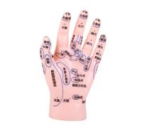 Gatuida Modèle D’exposition Points D’acupuncture Main Pvc Solide Pour Massage Réflexologie Formation Médecine Traditionnelle Chinoise Usage Pédagogique Professionnel
