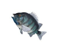 Gatuida Modèle de Poisson Dorade Réaliste Plastique Éducatif pour Garçon Fille Décoration Aquarium Simulation Animale Colorée et Détaillée