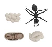 Gatuida Modèle Réaliste de Cycle de Vie de Fourmis Ouvrières Éducatif Plastique Kit Apprentissage Cognitif pour Garçon Fille Décoration Intérieure et Modèle Exposition