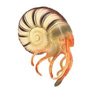 Gatuida Nautilus pour Éducatif et Décoratif Représentation Réaliste Animal Marin pour Apprentissage et Décoration de Maison
