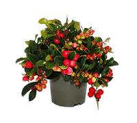 Gaultheria procumbens - Gaultheria procumbens - Baie de perdrix - Plante résistante au froid avec baies décoratives - Lot de 6 plantes