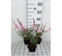 Gaura lindh. 'Cherry Brandy' - Gaura en pot de 9 x 9 cm