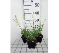 Gaura lindh. 'Snowbird' - Gaura en pot de 9 x 9 cm