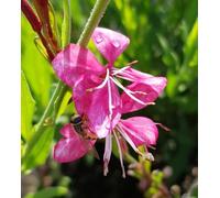 Gaura lindheimeri GAUDI® RED/Gaura rose compacte/Conteneur de 3 à 4 litres/Vivace résistante au sec