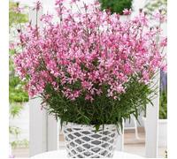 Gaura Sel® Belleza Dark Pink