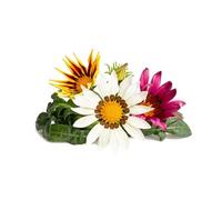 Click & Grow Gazania / 3-pack - Capsules florales éclatantes pour jardin d’intérieur intelligent G