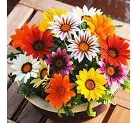 Gazania Hybrida Treasure Mix Coloré Graines De Fleurs 30 + Chrysanthème Fleur Belle Plante Fleur pour La Maison Jardin Cour Plantation
