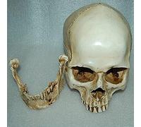 Gazechimp 3X Lifesize 1: 1 Crâne Décoration Squelette Résine Anatomique