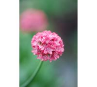 Gazon d'espagne 'dreamland' taille du pot - en pot de 3 litres