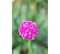 Gazon d'espagne 'vivid dreams' taille du pot - en pot de 3 litres