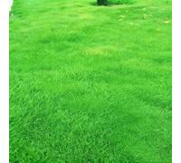 Gazon noir dense, compact et à faible croissance comme un tapis vert, avec une couleur inaltérable et un écoulement uniforme.