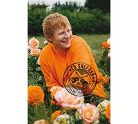 GB eye - ED SHEERAN Poster Champ de roses (91,5 x 61 cm)