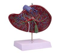 Gcljlmy Modèle de réplique de la vésicule biliaire humaine et biliaire, modèle anatomique des organes internes, facile à transporter, outil pédagogique intuitif pour la