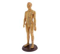 Gcljlmy Point d'acupuncture et modèle méridien du corps humain petit bronze femmes hommes modèle apprentissage - mâle, doux