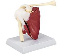 Gcroet Squelette d'anatomie, modèle de Muscles de l'articulation l'épaule en PVC avec ligaments, Anatomie 'épaule pour Le Bureau des médecins, Outil éducatif Anatomique.