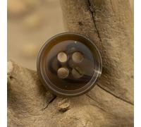 GDBZS 50/100 pièces 12MM Texture Blanche 4 Trous Boutons de Costume Boutons de Couture en résine pour vêtements Pardessus Boutons artisanaux Petits Boutons Ronds Plats