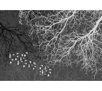 gdkldfg Papier Peint Panoramique Intissé 300x210cm Forêt Noir Et Blanc Arbre Oiseau Paysage Naturel,Decoration Chambre/Salon,Tapisserie,Poster Murales