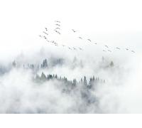 gdkldfg Papier Peint Panoramique Intissé 300x240cm Forêt Noir Et Blanc Ciel Nuages Oiseau Paysage Naturel,Decoration Chambre/Salon,Tapisserie,Poster Murales